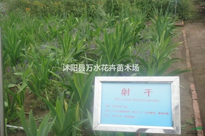 沭阳县万水花卉苗木场 绿意与商机共生的苗木天地