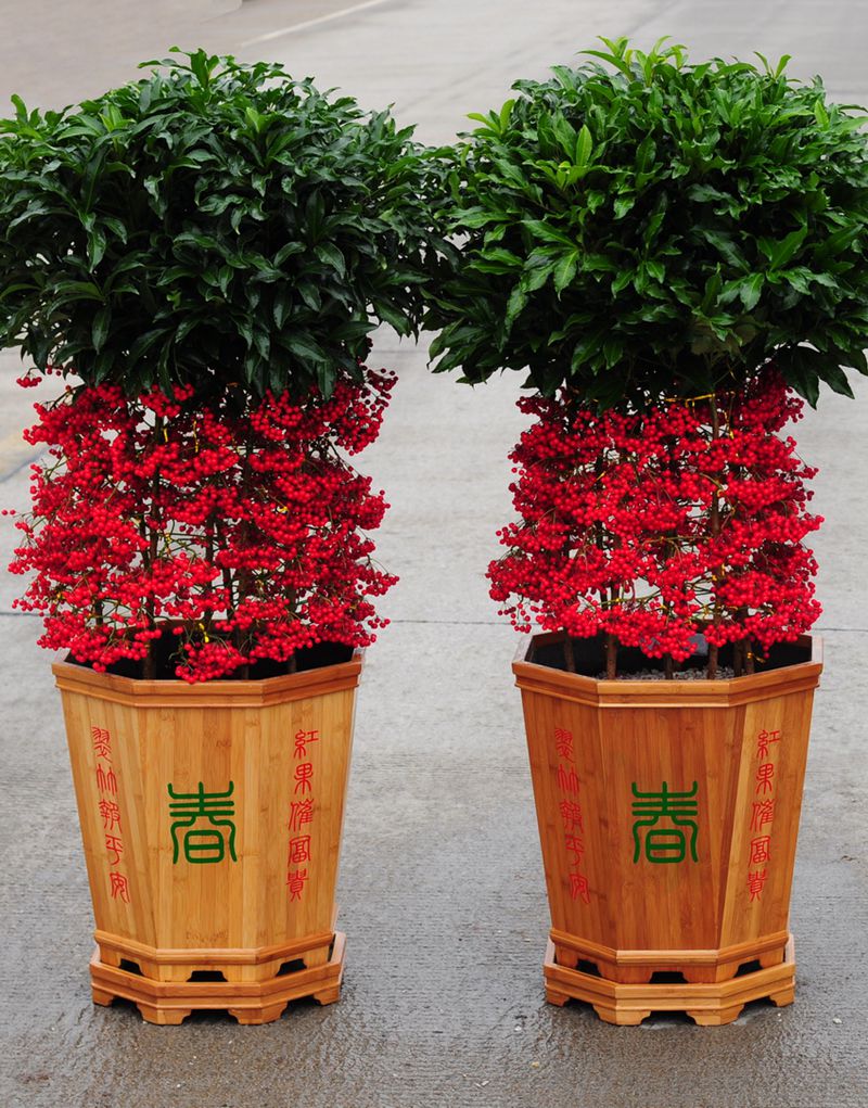 龙岩市林业局｜武平 花卉品牌建设成效明显，花卉苗木产业焕发新活力