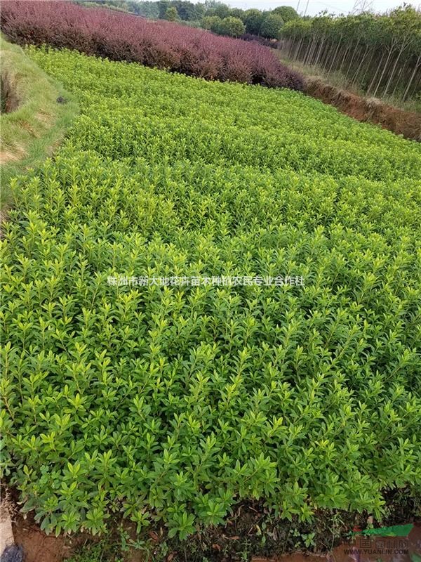 株洲市新大地花卉苗木种植农民专业合作社 绿色发展的乡村典范
