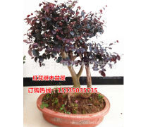 绿篱四季常青植物产品信息 花卉苗木全解析