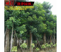 优质秋枫树苗批发 5CM至50CM规格供应商推荐