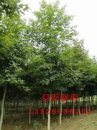 绿意新章 走近潢川枫杨的多维价值